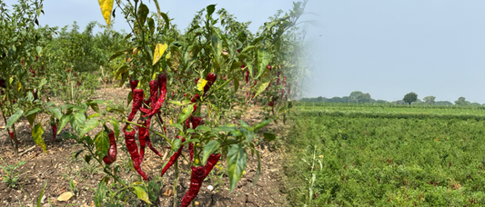 chilli farms of bayaluseeme